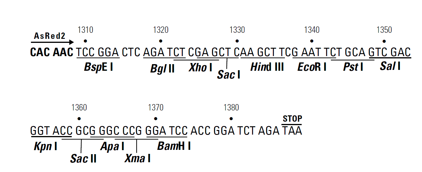 pAsRed2-C1 多克隆位点 点击看大图 pAsRed2-C1 多克隆位点